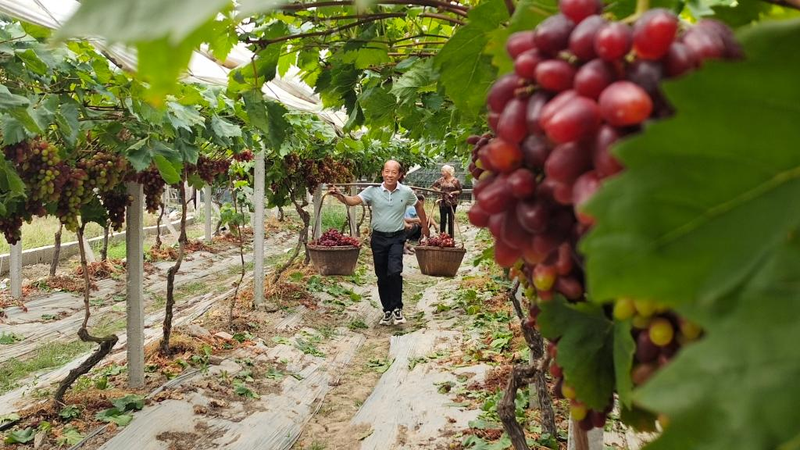 温克葡萄种植技术