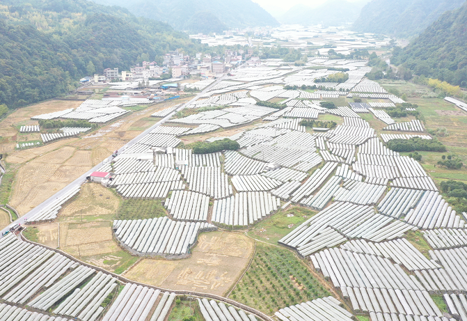 温克葡萄种植技术