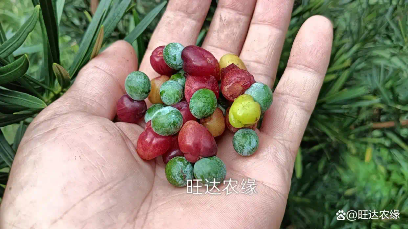 Rohanson seed farming methods