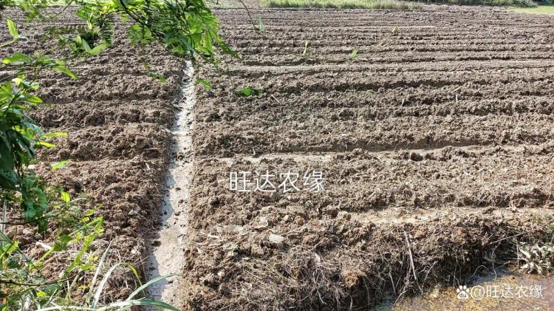 Rohanson seed farming methods