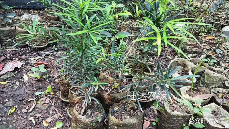 Rohanson seed farming methods