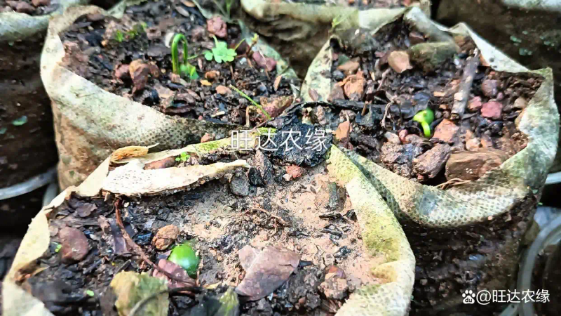 Rohanson seed farming methods