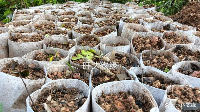 Rohanson seed farming methods