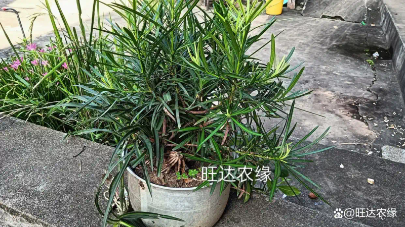 Rohanson seed farming methods