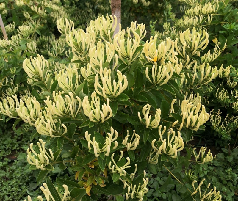 盆栽金银花种植技术