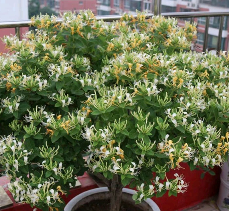盆栽金银花种植技术