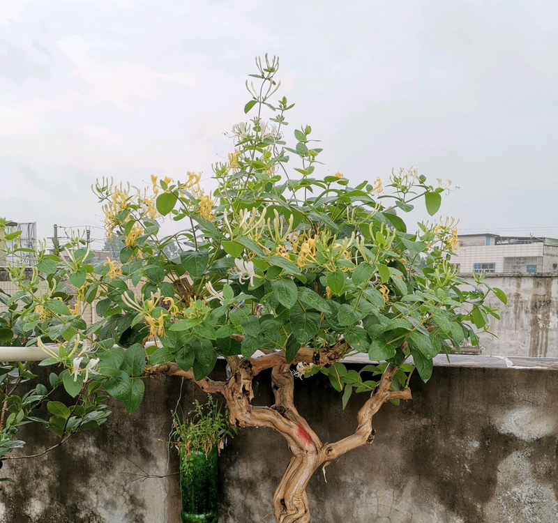 盆栽金银花种植技术