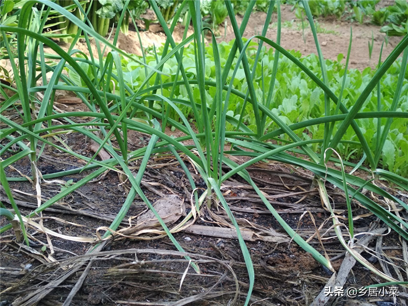 夏季蒜苗种植技术