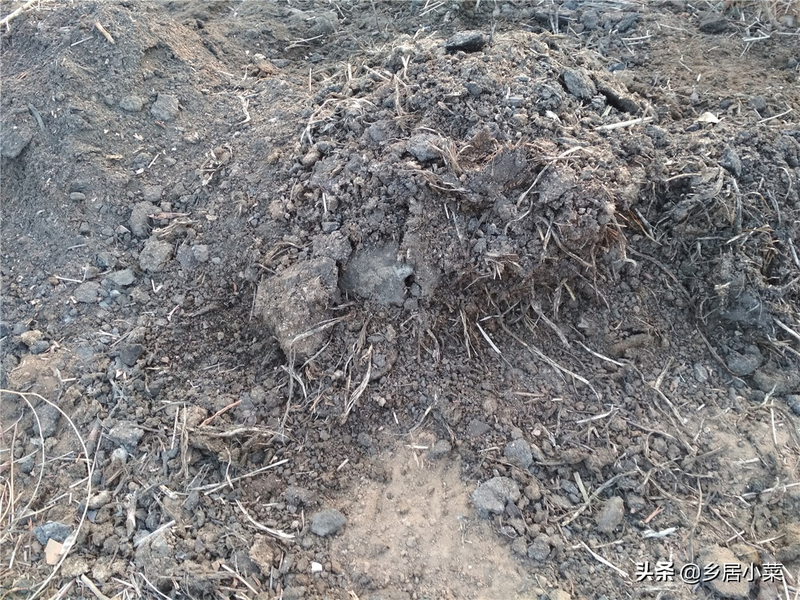 夏季蒜苗种植技术