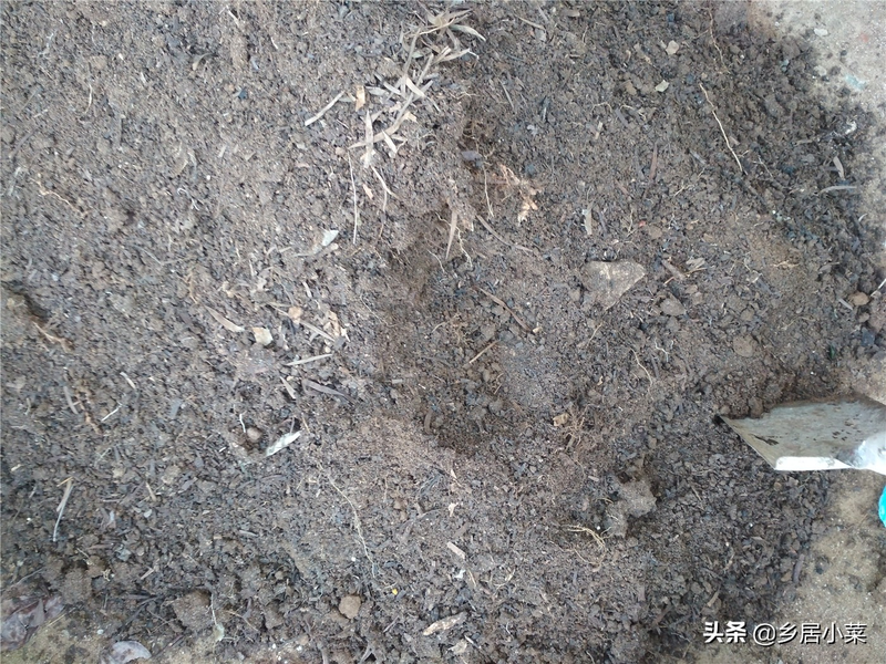 夏季蒜苗种植技术