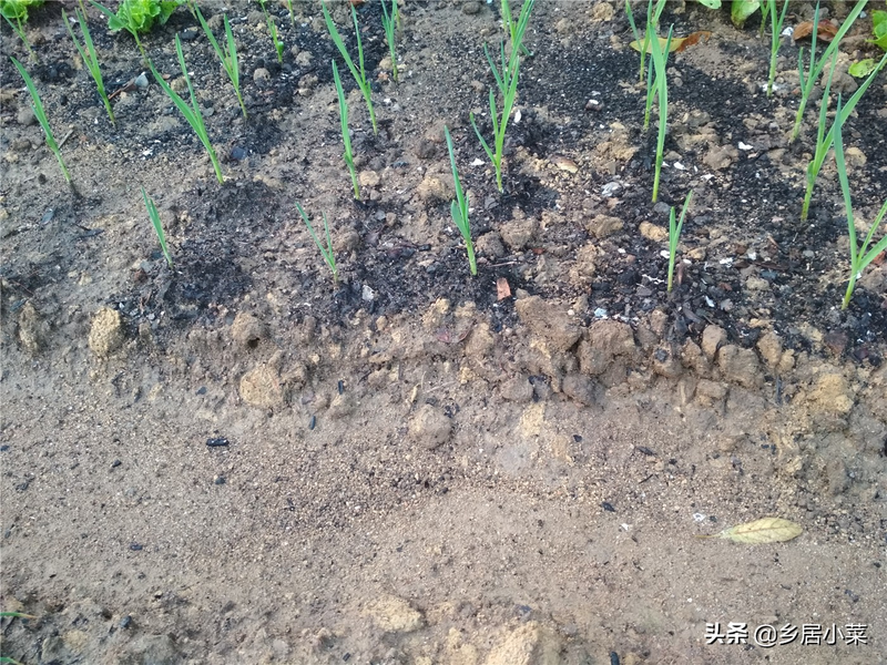 夏季蒜苗种植技术