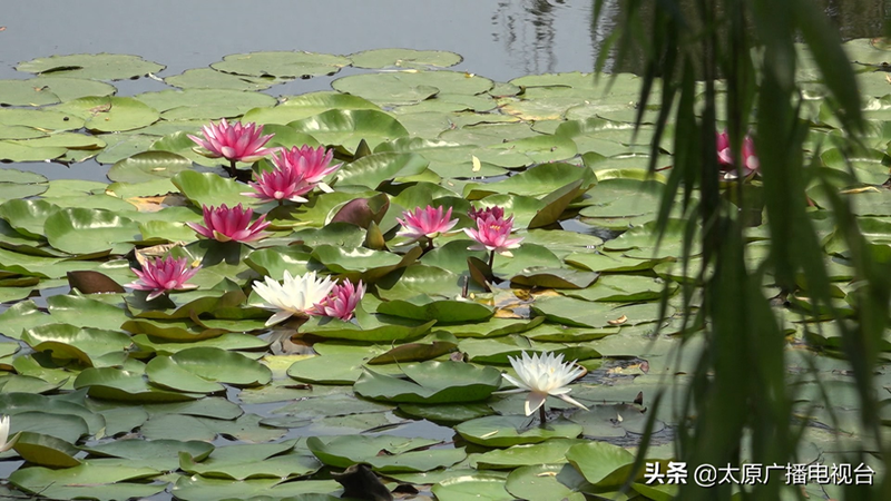 睡莲种植方法图解