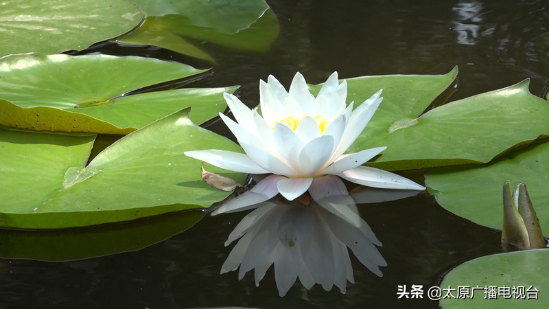 睡莲种植方法图解