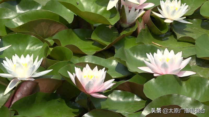 睡莲种植方法图解