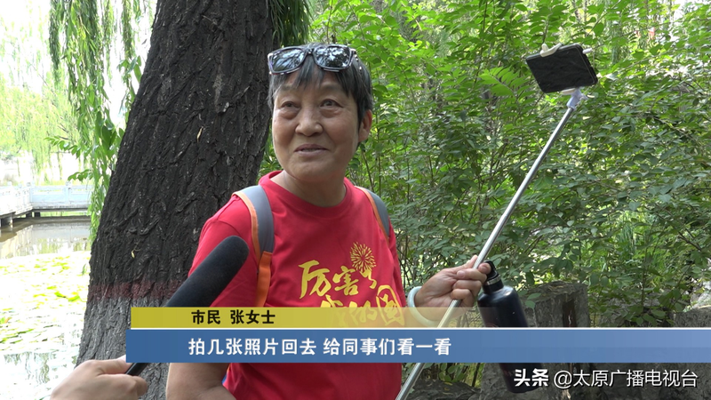 睡莲种植方法图解