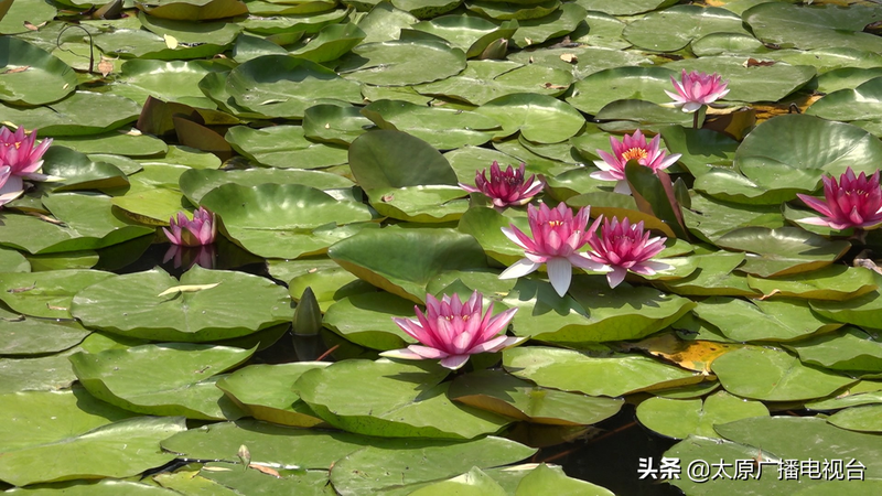 睡莲种植方法图解