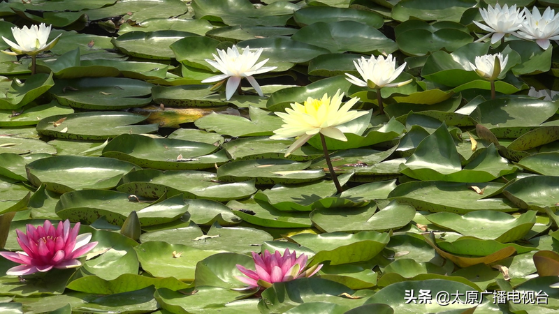 睡莲种植方法图解