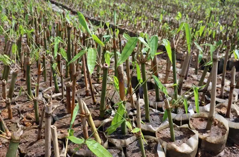 竹笋的种植方法
