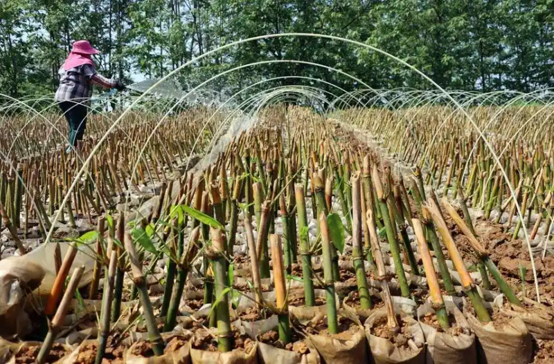 竹笋的种植方法