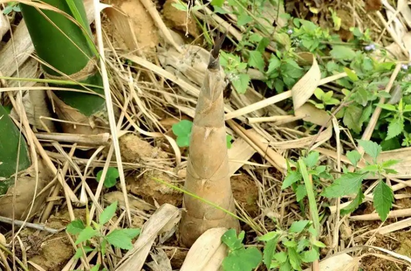 竹笋的种植方法