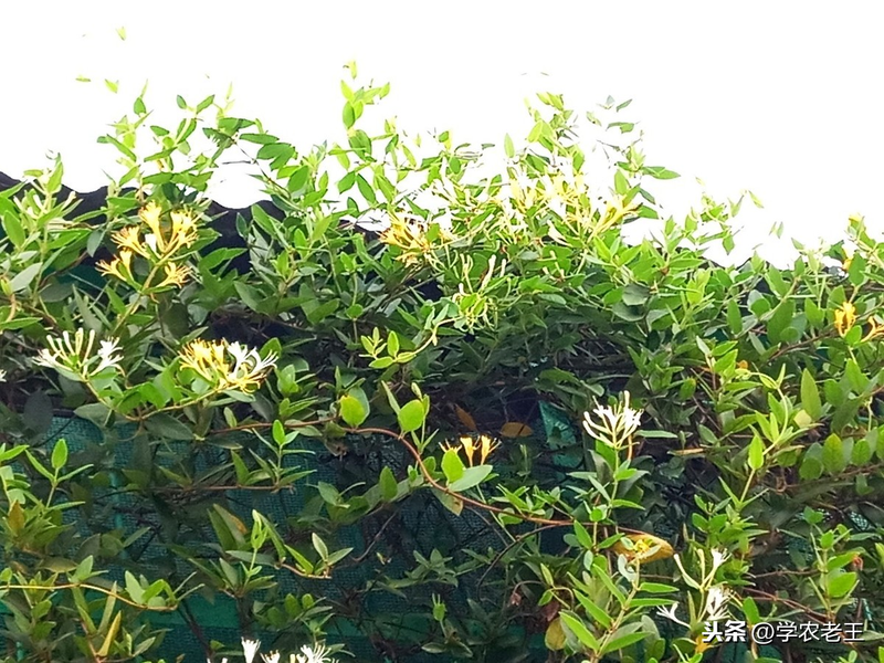盆栽金银花种植技术
