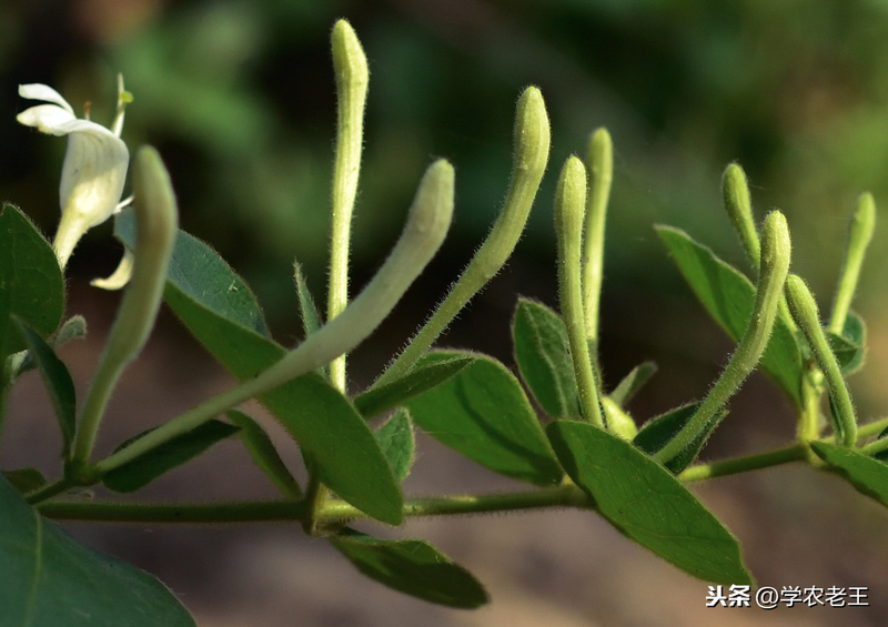 盆栽金银花种植技术