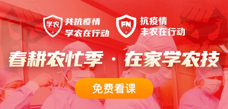 盆栽金银花种植技术