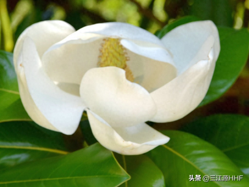 玉兰种子种植技术