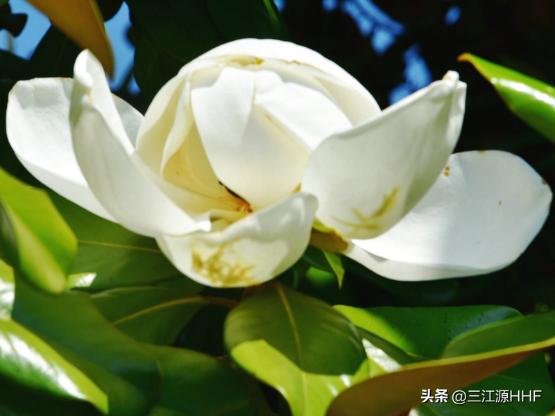 玉兰种子种植技术