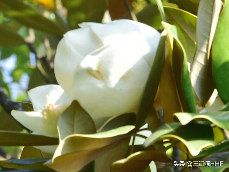 玉兰种子种植技术