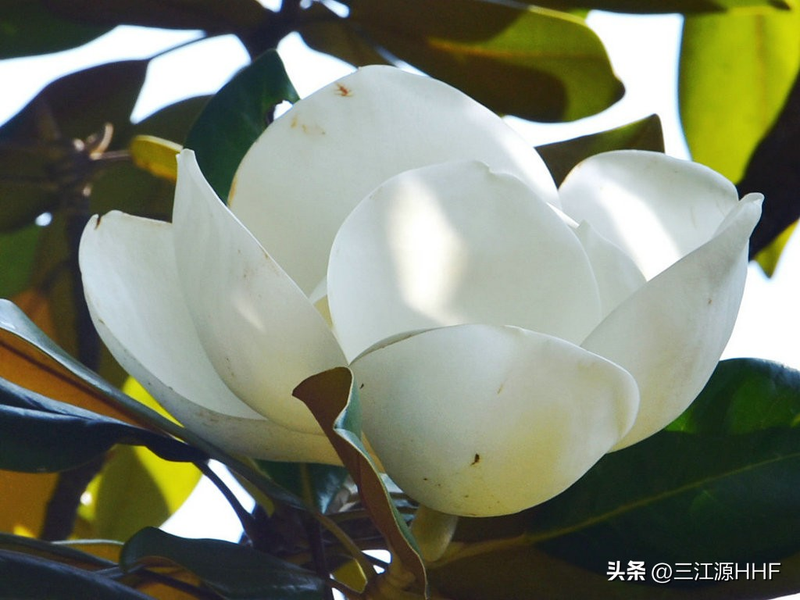 玉兰种子种植技术