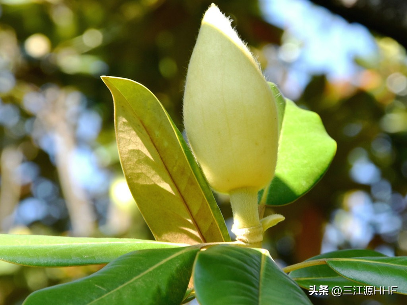 玉兰种子种植技术