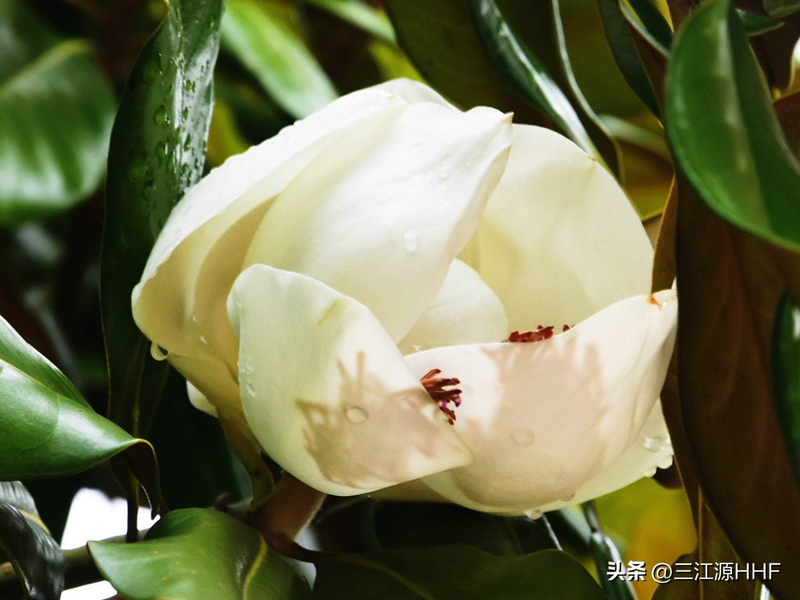 玉兰种子种植技术