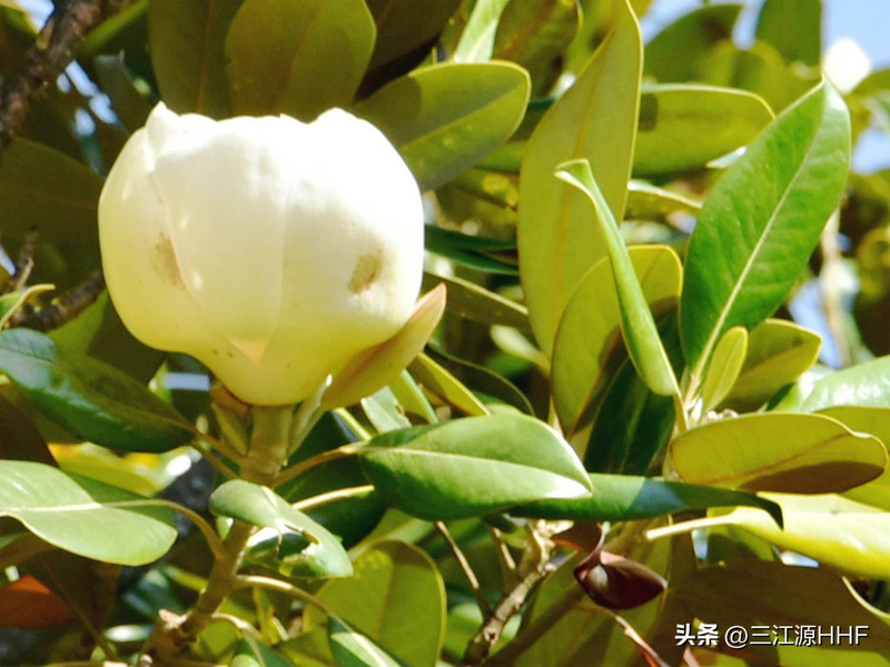 玉兰种子种植技术