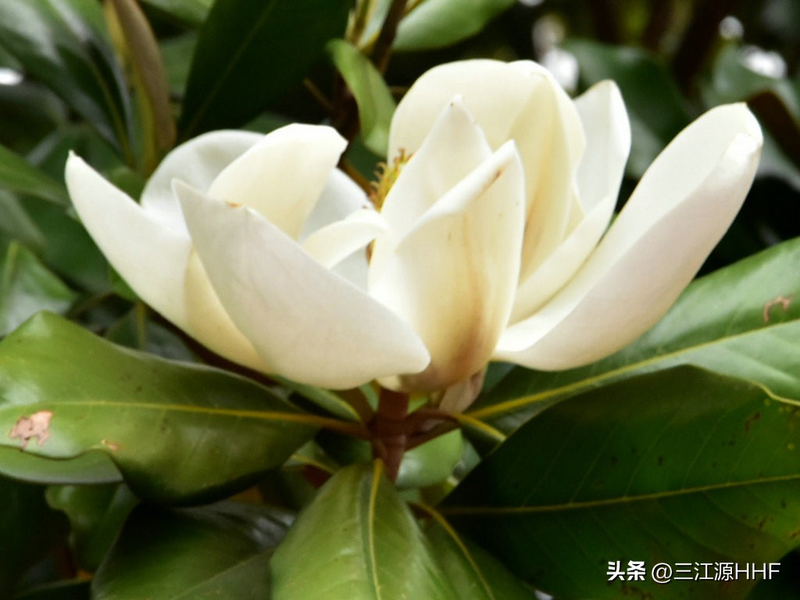 玉兰种子种植技术