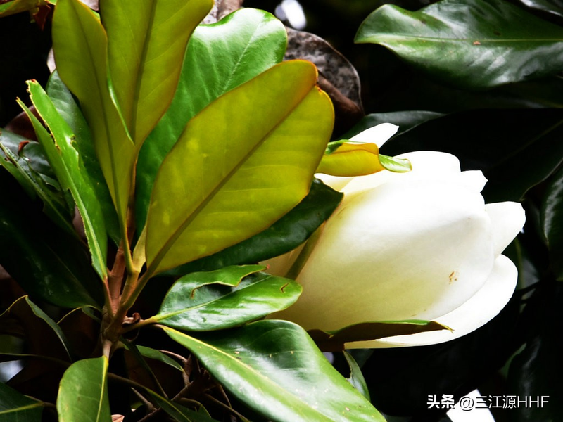 玉兰种子种植技术