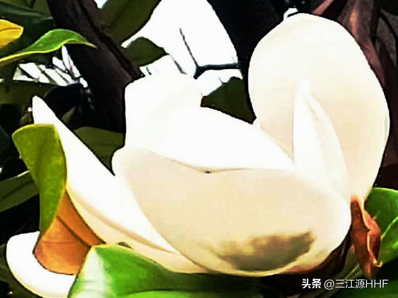 玉兰种子种植技术