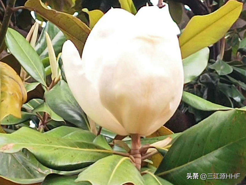 玉兰种子种植技术