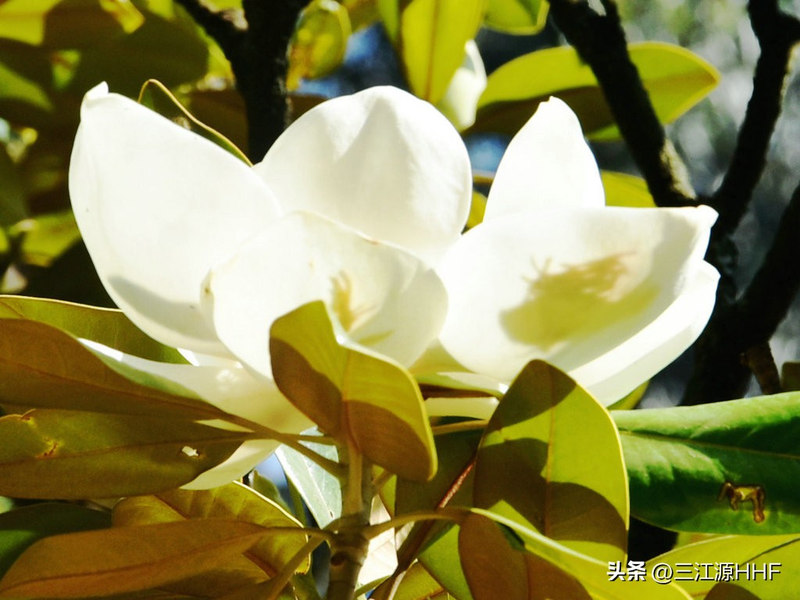 玉兰种子种植技术