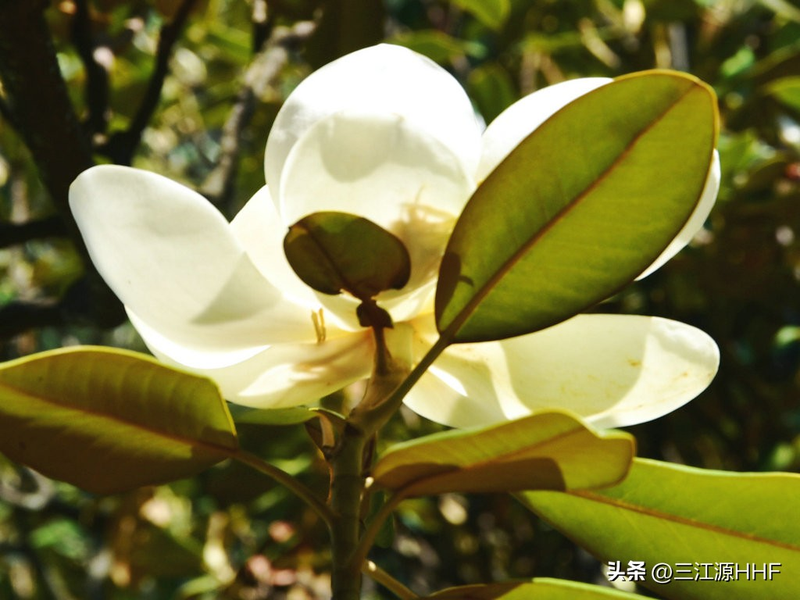 玉兰种子种植技术