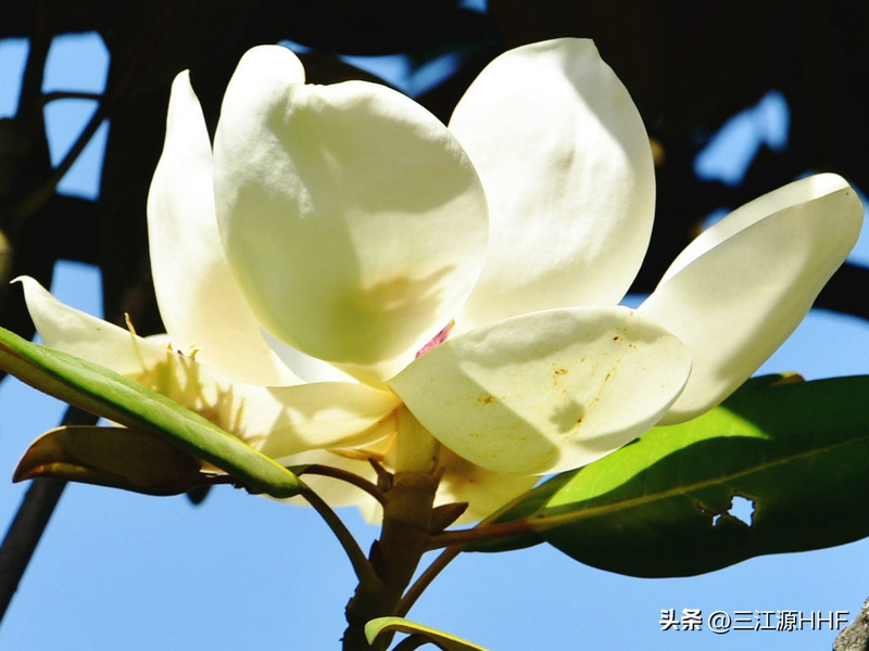 玉兰种子种植技术