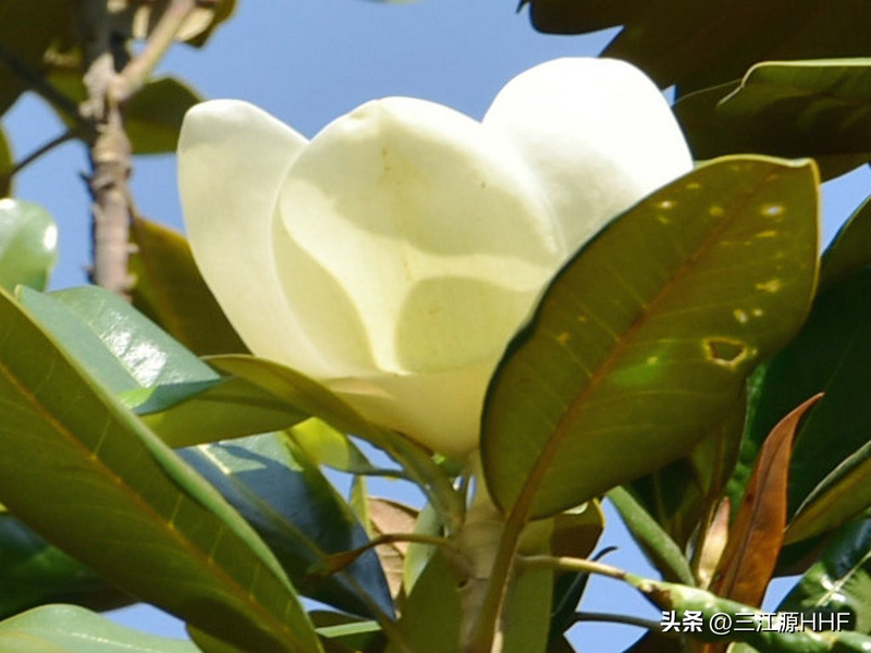 玉兰种子种植技术