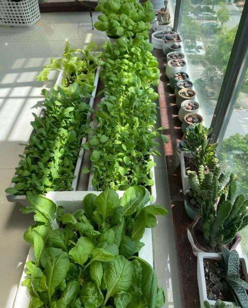 生菜夏天种植方法