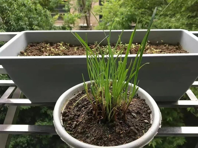 生菜夏天种植方法