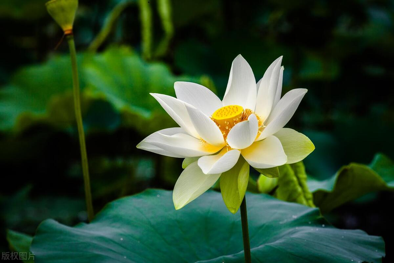 Map of the method of planting the sleeping lotus