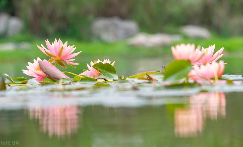 Map of the method of planting the sleeping lotus