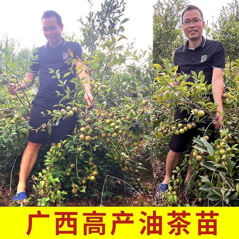 现代农业油茶种植技术