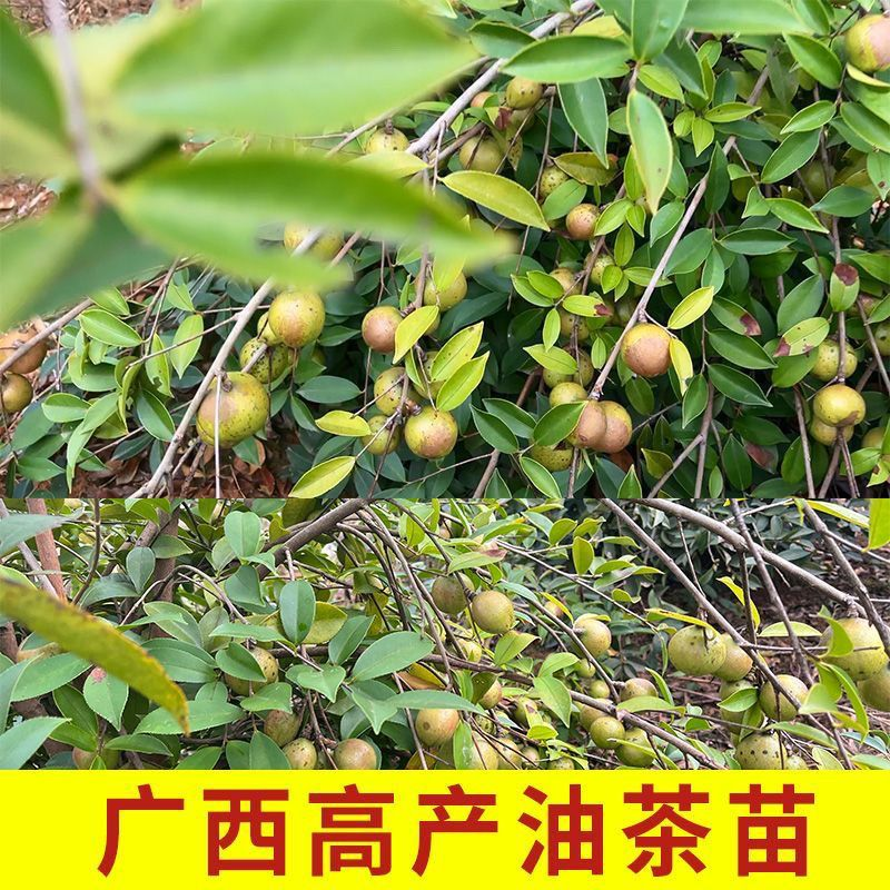 现代农业油茶种植技术