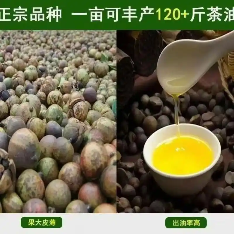 现代农业油茶种植技术