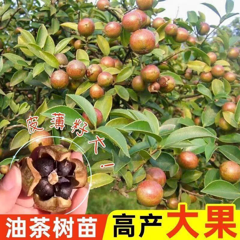 现代农业油茶种植技术